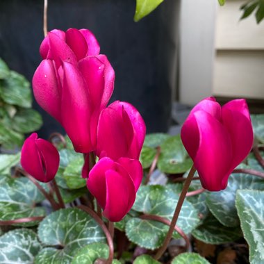 Cyclamen persicum