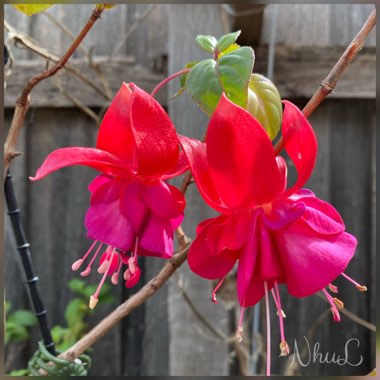 Fuchsia 'Jollies La Grande Corse'