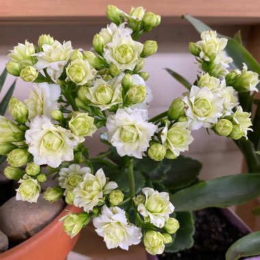 Kalanchoe blossfeldiana 'Calandiva White'