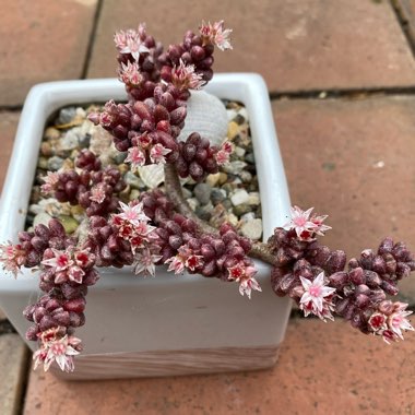 Sedum Furfuraceum