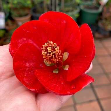 Abutilon 'Nuabred' (Lucky Lantern Series) syn. Abutilon 'Lucky Lantern Red'