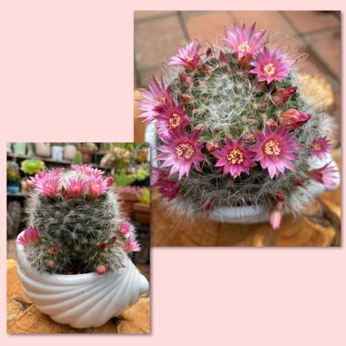 Mammillaria