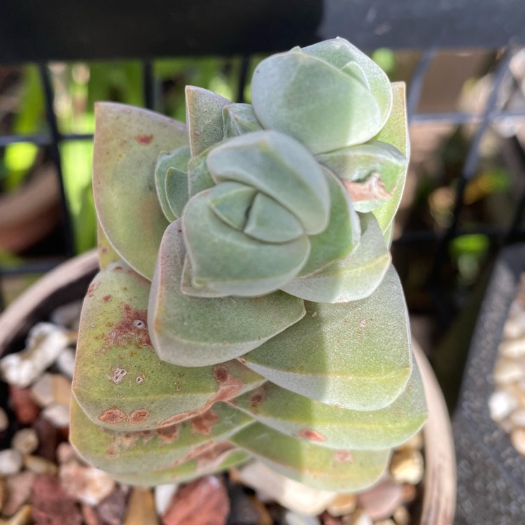 Plant image Crassula 'Moonglow'