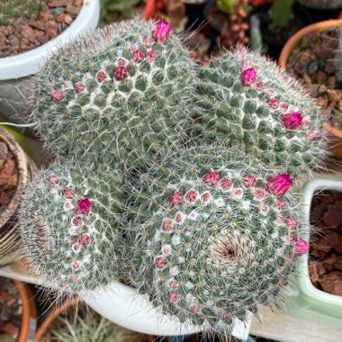 Mammillaria hahniana