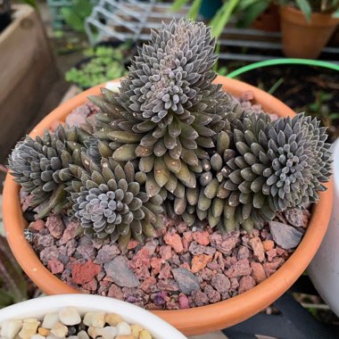 Sinocrassula Yunnanensis