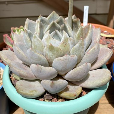 Echeveria Beverley