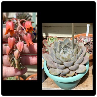 Echeveria Beverley