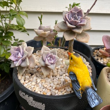 Graptopetalum Purple Delight syn. Graptopetalum Snow White