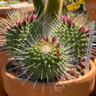 Mammillaria spinosissima 'Un Pico'