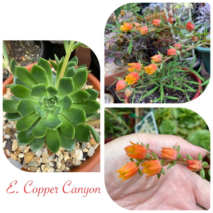 Plant image Echeveria Copper Canyon