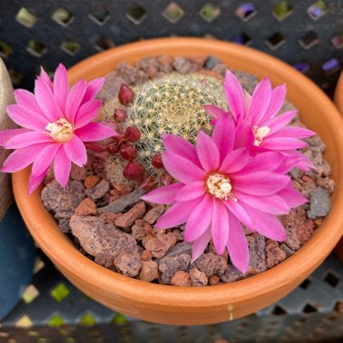 Rebutia Pink Sensation