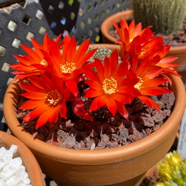 Rebutia minuscula 'Krainziana' syn. Rebutia krainziana