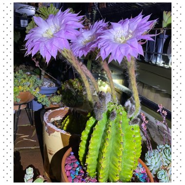 Echinopsis oxygona syn. Echinopsis eyriesii, Echinopsis multiplex, Echinopsis tubiflora