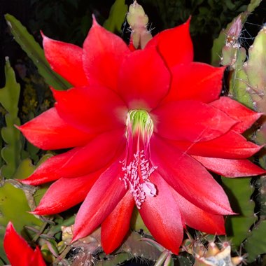 Epiphyllum Noid Red