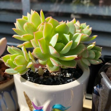 Echeveria Deren-Oliver