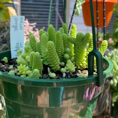 Sedum Greggii