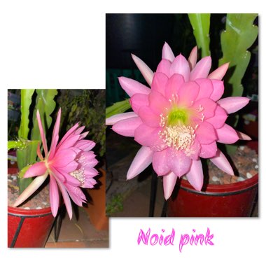 Epiphyllum Noid Pink