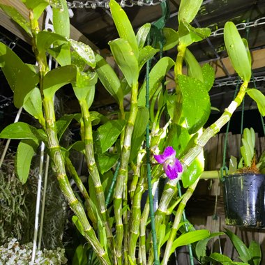 Dendrobium Hamana Lake 'Dream'