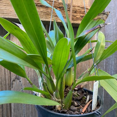 Coelogyne Flaccida Orchid