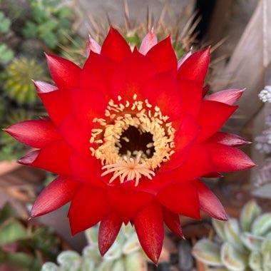 Echinopsis huascha