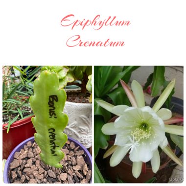 Epiphyllum crenatum