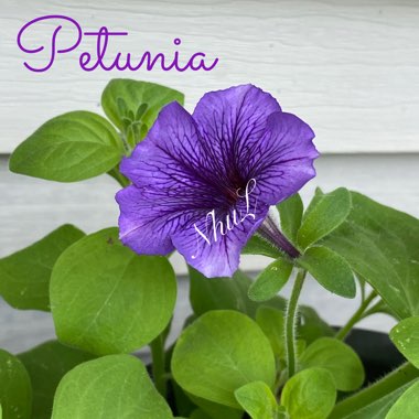 Petunia