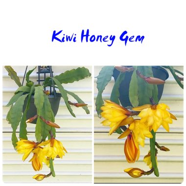 Epiphyllum Kiwi Honey Gem