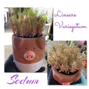 Sedum Lineare 'Variegatum'