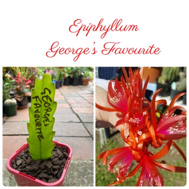 Epiphyllum 'George's Favorite'