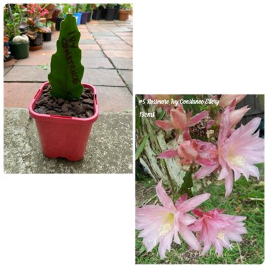 Epiphyllum Rossmore Ivy Constance Ellery