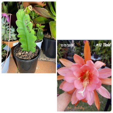 Epiphyllum Noid Pink