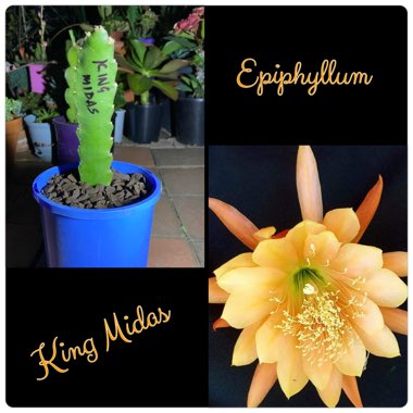 Epiphyllum king midas