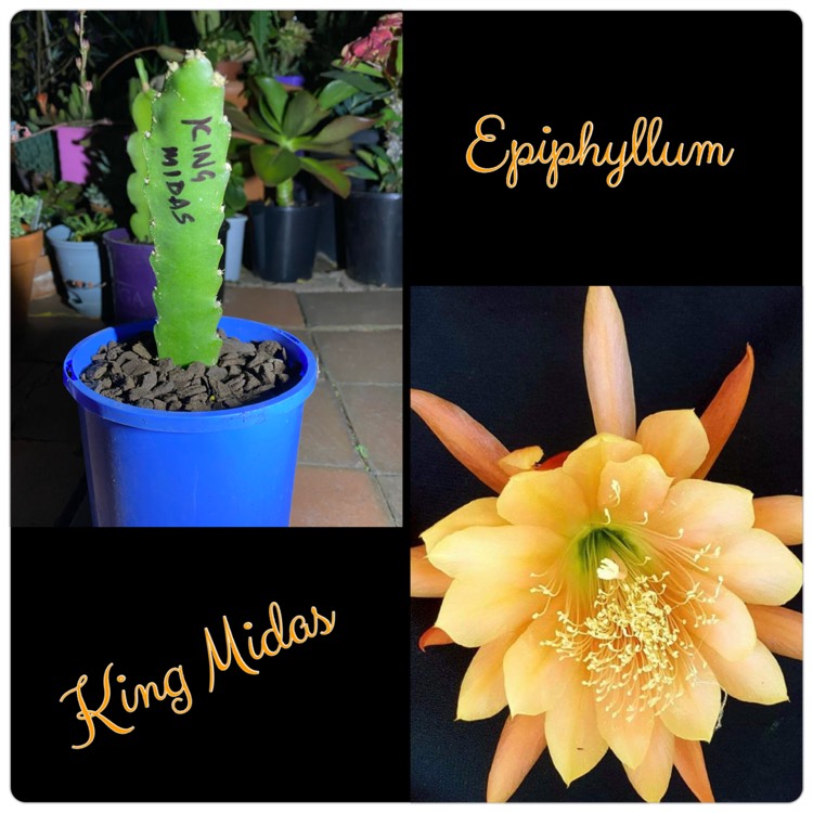 Plant image Epiphyllum king midas