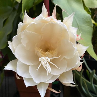 Epiphyllum oxypetalum