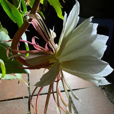 Epiphyllum oxypetalum