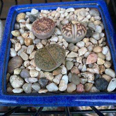 Lithops