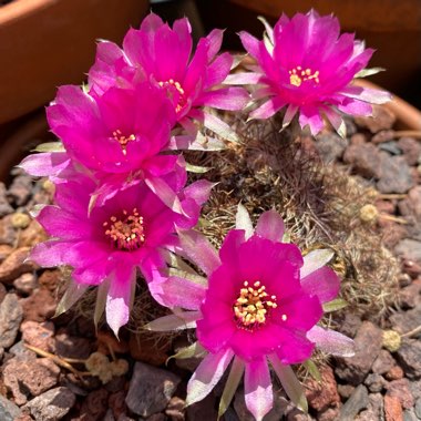 Echinopsis tiegeliana syn. Lobivia tiegeliana var. peclardiana