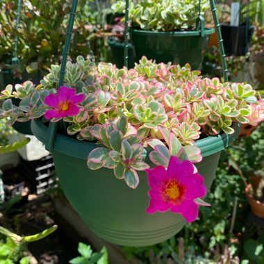 Portulaca Oleracea Variegated