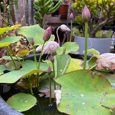 Nelumbo nucifera