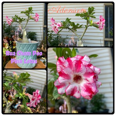 Adenium Pink Lotus ‘Bua Chom Poo'