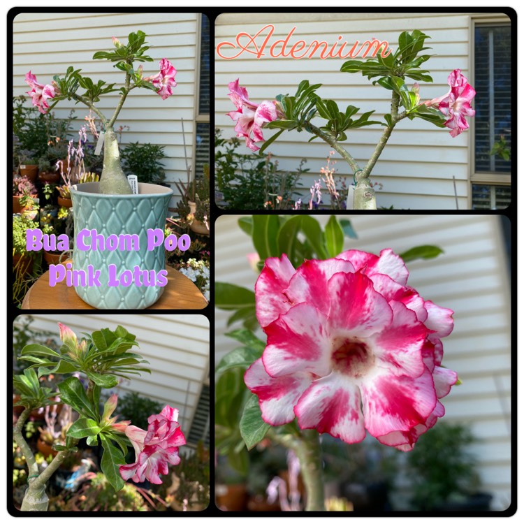 Plant image Adenium Pink Lotus ‘Bua Chom Poo'