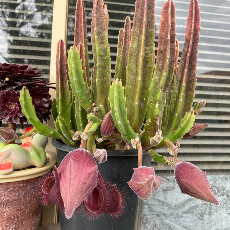 Plant image Stapelia Leendertziae X Stapelia Grandiflora