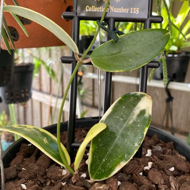 Hoya Acuta Variegata