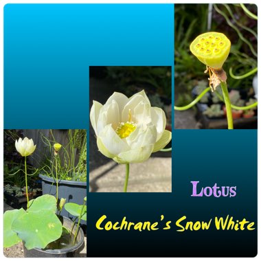 Lotus Cochrane's Snow White 