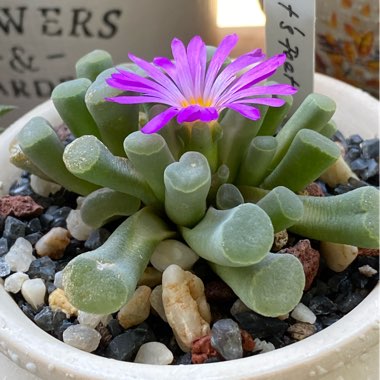 Frithia Pulchra