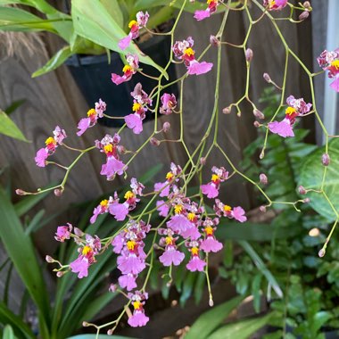 Oncidium Orchid