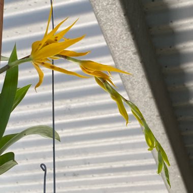 Brassia Orchid