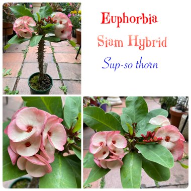 Euphorbia Milii Siam Hybrid