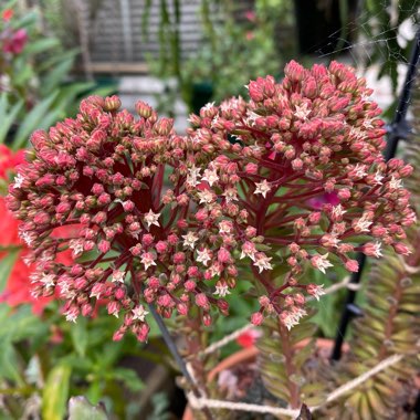 Sinocrassula Yunnanensis