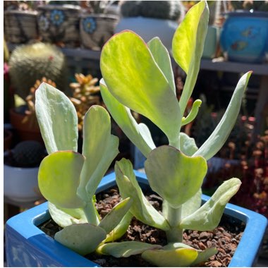 Cotyledon Orbiculata var. Orbiculata Variegata